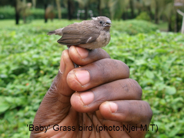 'Baby' Grassbird (photo:Njei M.T)